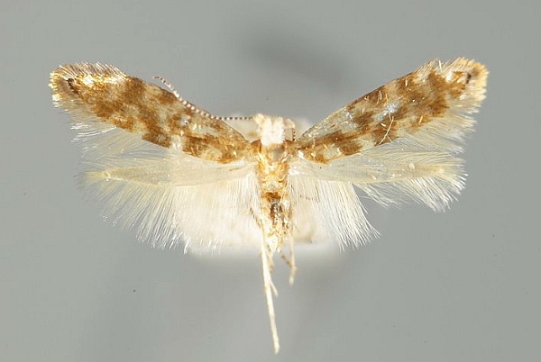 Argyresthia cupressella Argyresthia cupressella