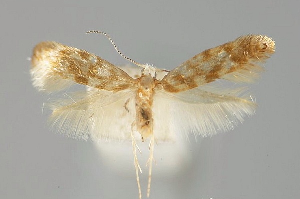 Argyresthia cupressella Argyresthia cupressella