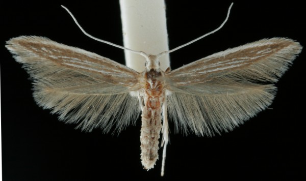 Coleophora calycotomella