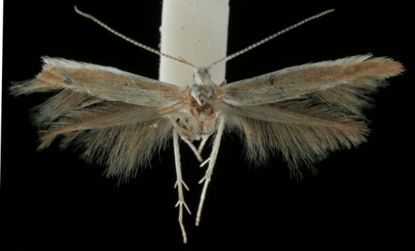 Coleophora albicostella