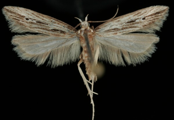 Monochroa palustrellus Monochroa palustrellus