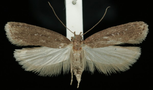 Neofaculta infernella Neofaculta infernella