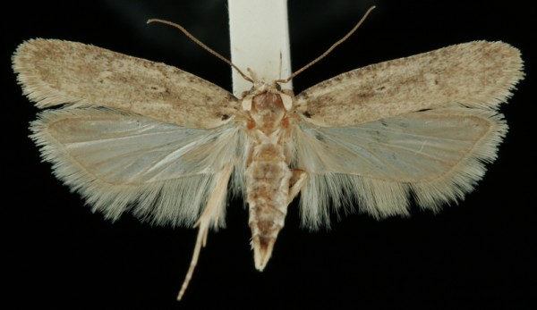 Platyedra subcinerea Platyedra subcinerea