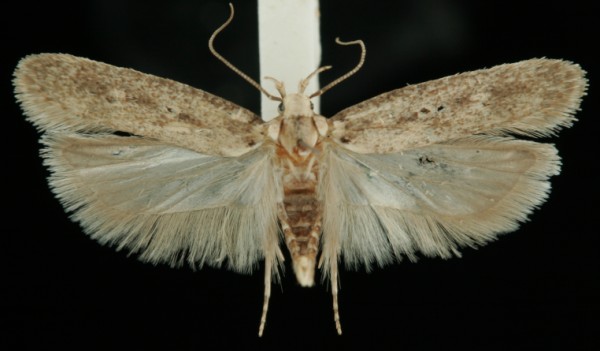Platyedra subcinerea Platyedra subcinerea