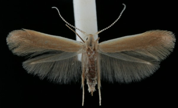 Coleophora limosipennella