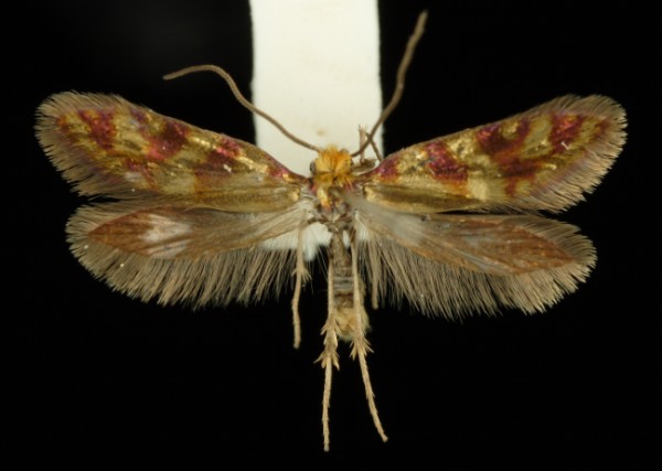 Micropterix tunbergella Micropterix tunbergella