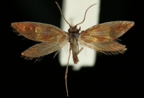 Micropterix mansuetella Micropterix mansuetella