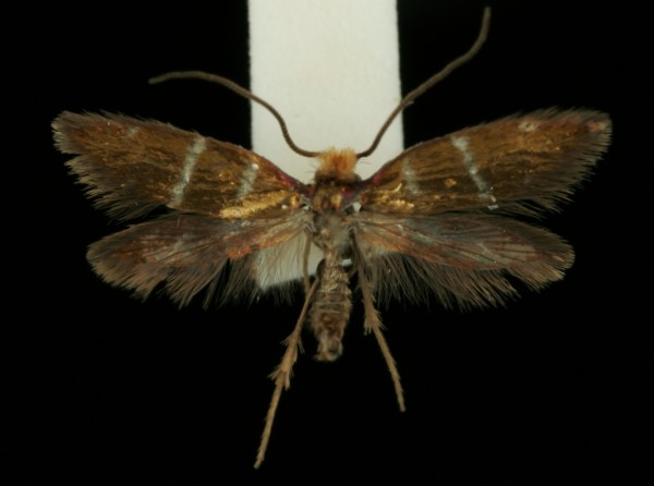 Micropterix aruncella Micropterix aruncella