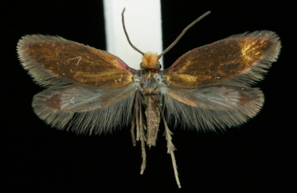 Micropterix aruncella Micropterix aruncella