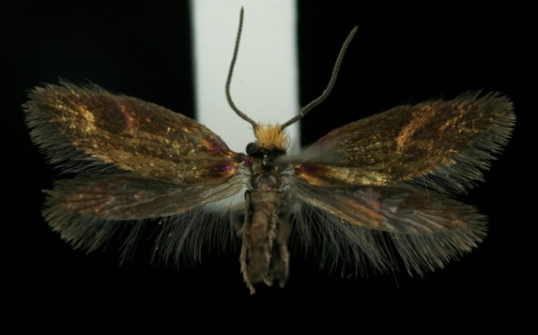 Micropterix calthella Micropterix calthella