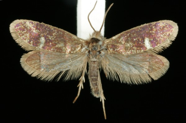 Eriocrania unimaculella Eriocrania unimaculella
