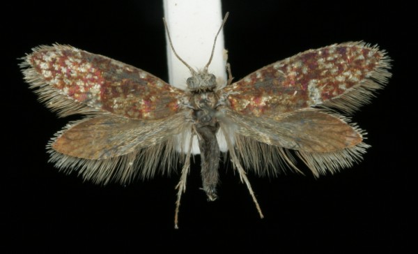 Eriocrania cicatricella Eriocrania cicatricella