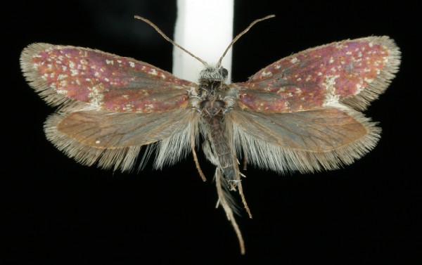 Eriocrania sangii Eriocrania sangii