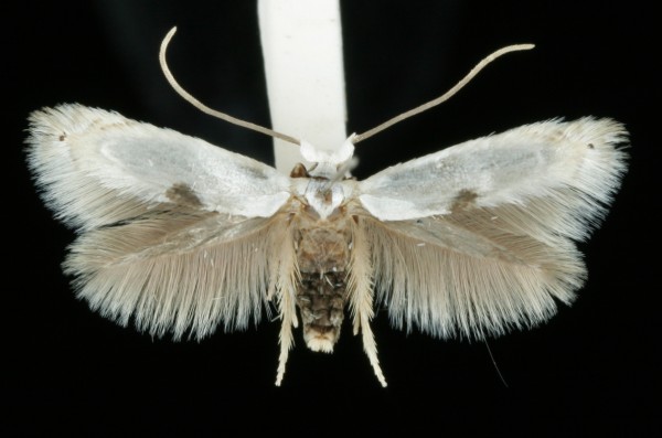 Pseudopostega auritella Pseudopostega auritella