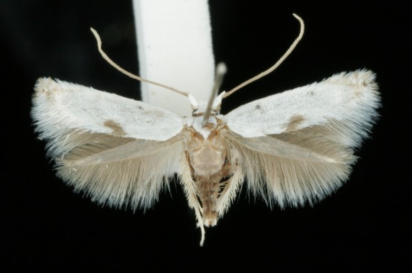Pseudopostega auritella Pseudopostega auritella