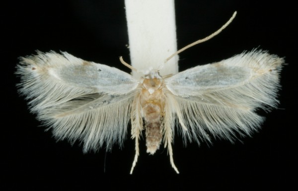Pseudopostega crepusculella Pseudopostega crepusculella