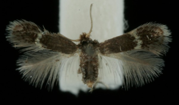 Stigmella freyella Stigmella freyella