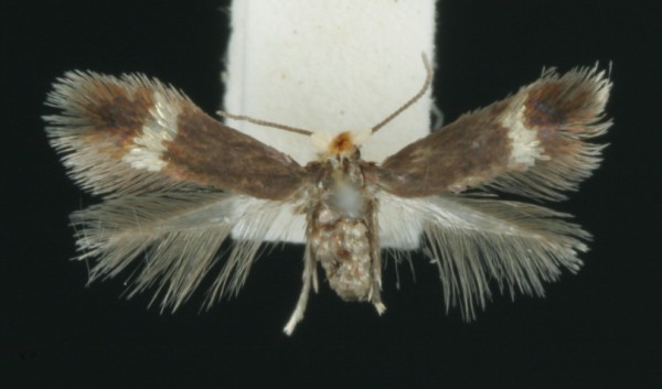 Stigmella betulicola Stigmella betulicola