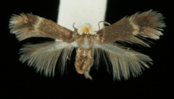 Stigmella sakhalinella Stigmella sakhalinella
