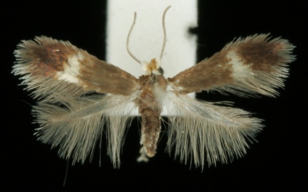 Stigmella luteella Stigmella luteella