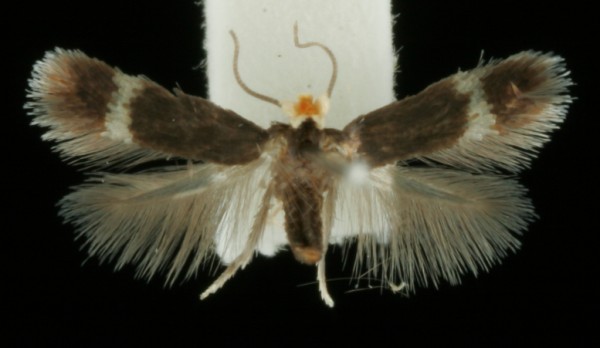 Stigmella glutinosae Stigmella glutinosae