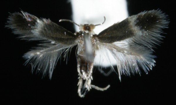 Stigmella aceris Stigmella aceris