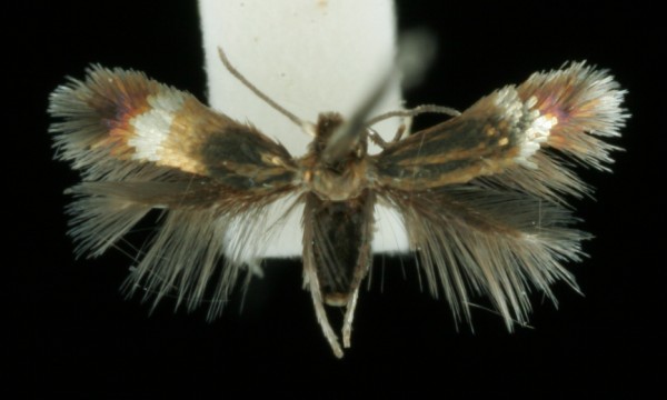 Stigmella crataegella Stigmella crataegella