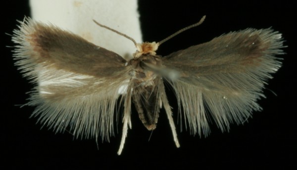 Stigmella nylandriella Stigmella nylandriella