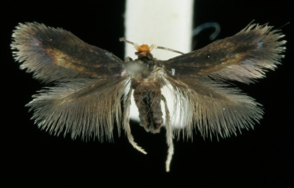 Stigmella pyri Stigmella pyri