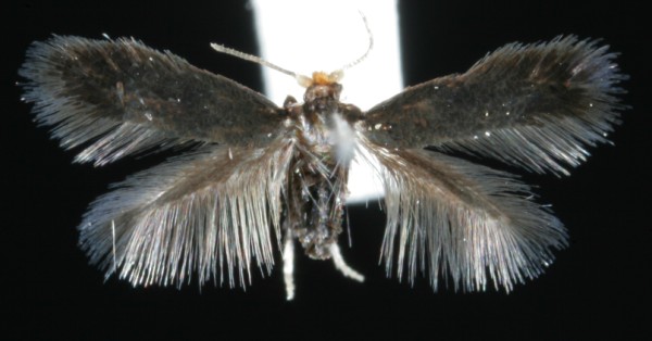 Stigmella pyri Stigmella pyri