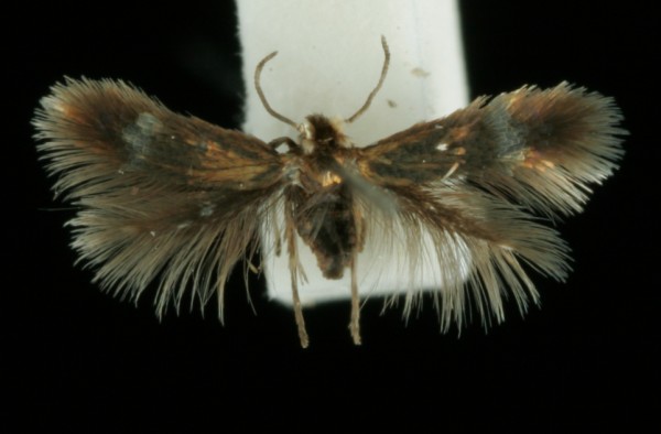 Stigmella hybnerella Stigmella hybnerella