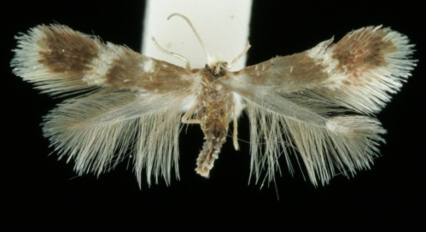 Stigmella carpinella Stigmella carpinella