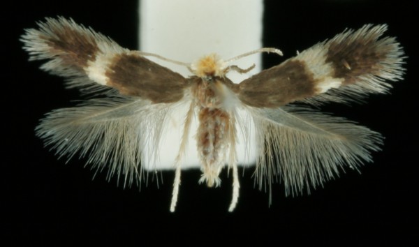 Stigmella tityrella Stigmella tityrella