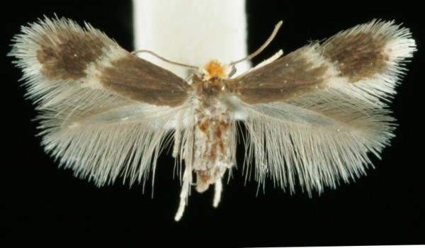 Stigmella salicis Stigmella salicis