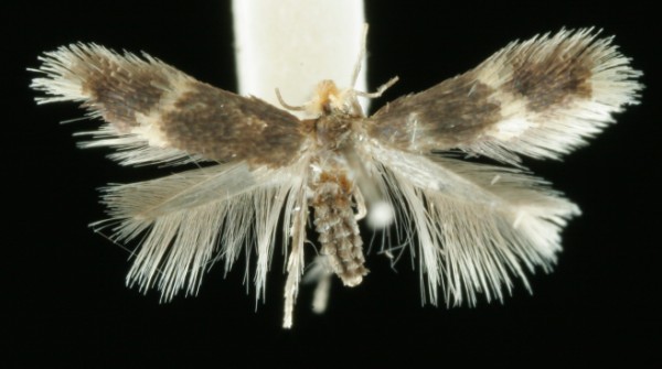 Stigmella salicis Stigmella salicis