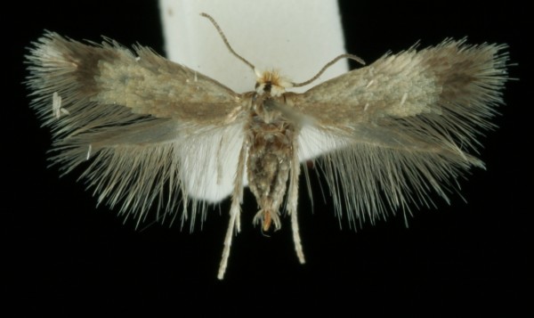 Stigmella zelleriella Stigmella zelleriella