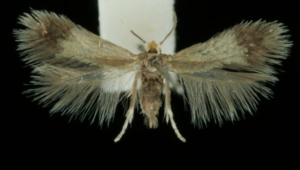 Stigmella zelleriella Stigmella zelleriella