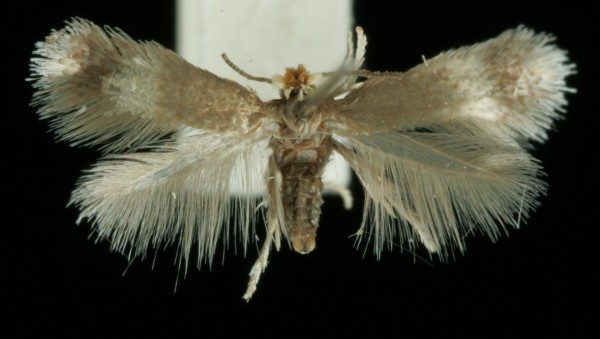 Stigmella zelleriella Stigmella zelleriella