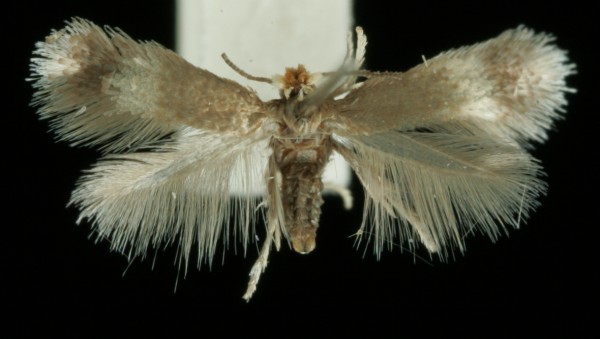 Stigmella zelleriella