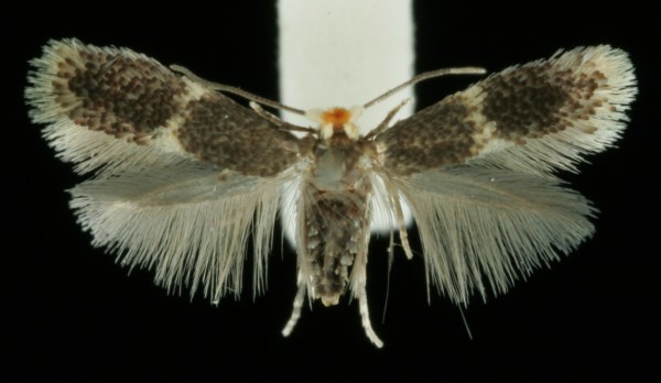 Stigmella obliquella Stigmella obliquella
