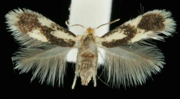 Stigmella trimaculella Stigmella trimaculella