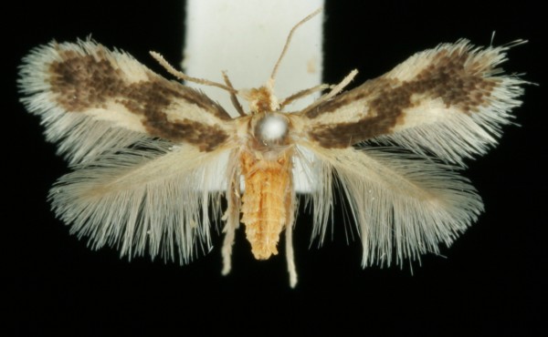 Stigmella trimaculella Stigmella trimaculella