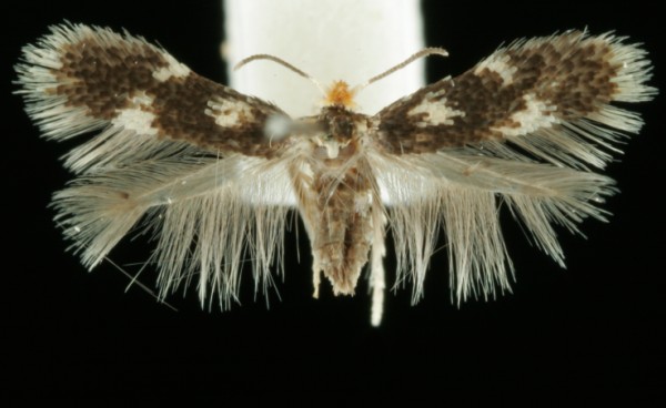 Stigmella assimilella Stigmella assimilella