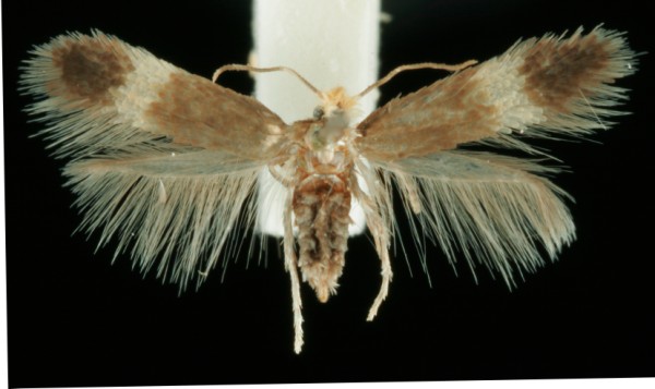 Stigmella sorbi Stigmella sorbi