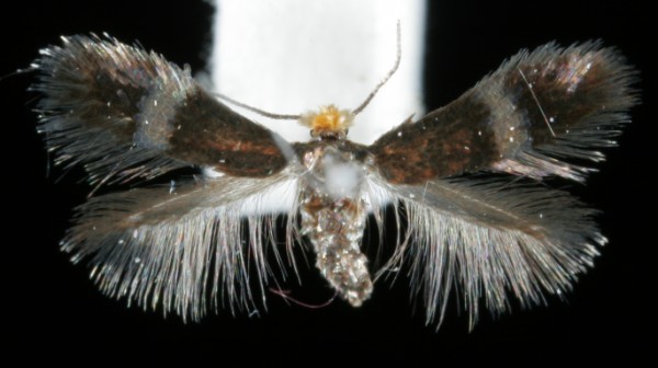 Stigmella plagicolella Stigmella plagicolella