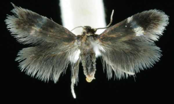 Stigmella lemniscella Stigmella lemniscella