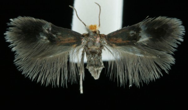 Stigmella lemniscella Stigmella lemniscella