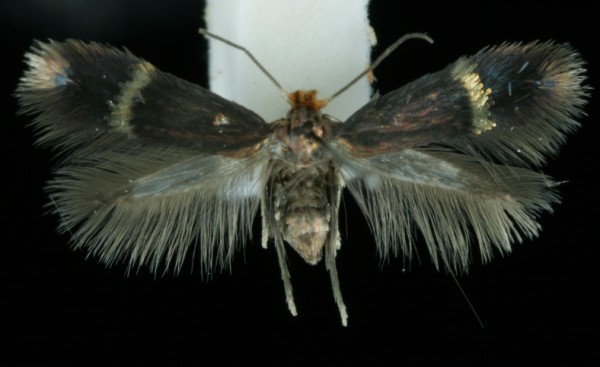 Stigmella aurella Stigmella aurella