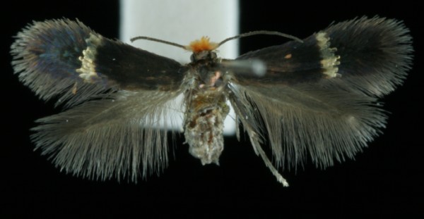 Stigmella aurella Stigmella aurella