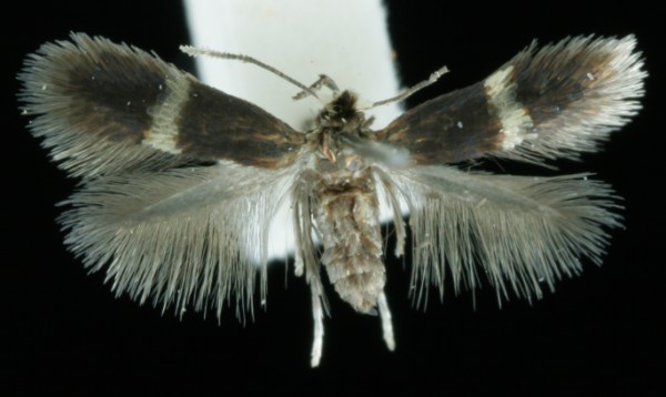 Stigmella splendidissimella Stigmella splendidissimella